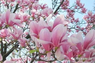 花季盛宴， 不容错过