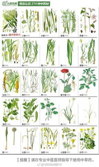 如何同过图片名称对照高效学习识别身边的植物？——植物达人养成记