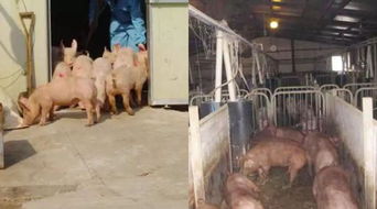 立春时节猪场管理有哪些关键要点需要注意？