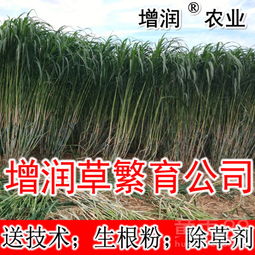 南方北方通用草种揭秘：省钱养护秘籍大公开