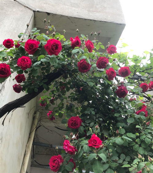 软香红月季， 花开四季，香满园