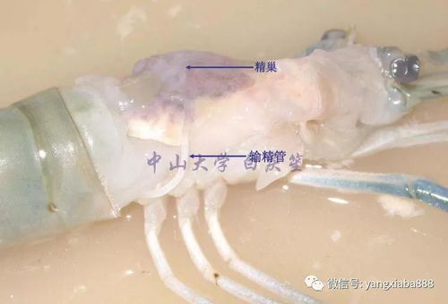 虾饲料大小不同，养虾应该选用什么尺寸的饲料呢？