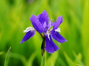 鸢尾花的魅力与药用价值