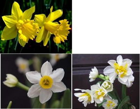 巴黎绿与粉色水仙花的美丽邂逅