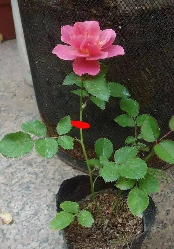 月季重剪：早修剪， 早开花