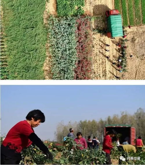 月季产业助力农民增收脱贫