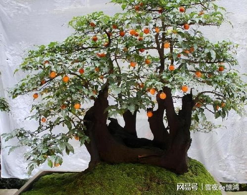 广寒宫配土种植技巧，养护攻略一网打尽！
