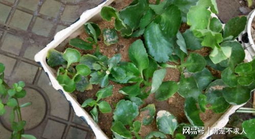 丽水土茶油价格大揭秘：一公斤多少钱？大果红花茶油市场价分析