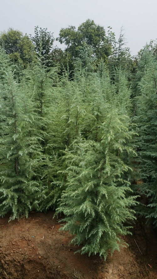 心悦诚苗圃：真实报价， 透明交易