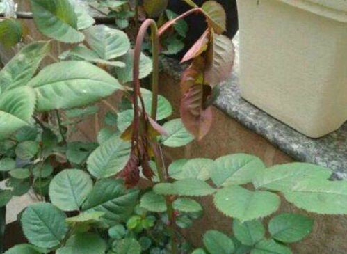 月季茎蜂的特点揭秘