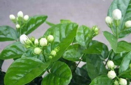 茉莉花叶子为何突然掉落？探究原因与解决方法