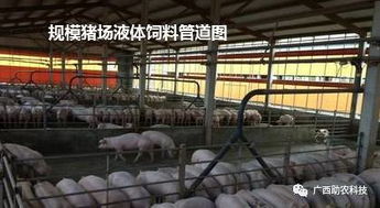 育肥猪全价饲料价格下育肥猪舍的尺寸如何确定最合适？