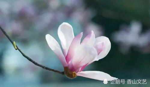 玉兰剪枝后如何让枯枝重生