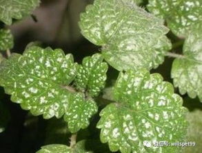 脱叶剂：植物的“魔法药剂”