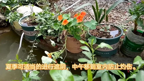 旱金莲养殖技巧揭秘：何时盛开？速看！