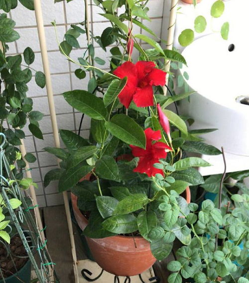 双喜藤花，叶子黄了