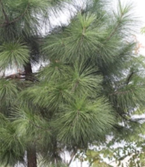 五针松，这是个啥植物呢？