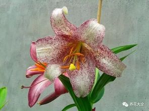 墨兰品种多，好养又美！