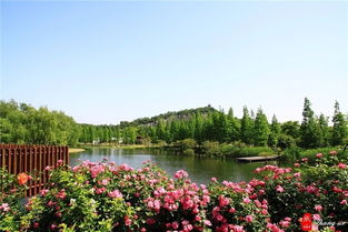 辰山植物园的案例：红花的魅力与挑战