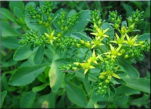 东北的草， 各有各的本事