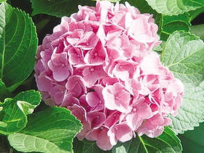 花卉栽培与养护管理技巧兰花养殖方法和注事项