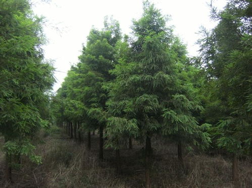 中山杉12一16价格是多少？