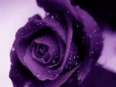 卡萨布兰卡花语：永恒之爱