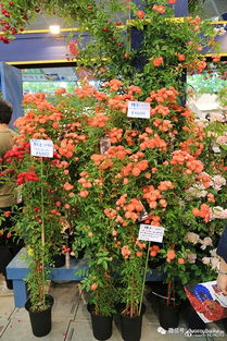 菊花与枸杞：玫瑰花的好伴侣