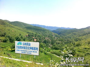 郴农公社茶油：优质种植基地，满足您的健康需求