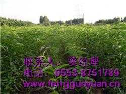 苗木的经营：从种植到销售