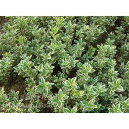 金边黄杨球的价格查询