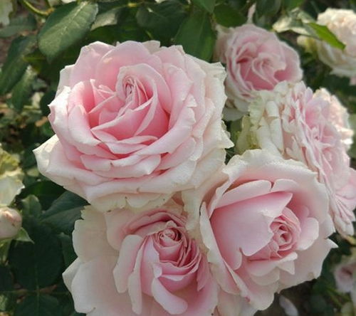 微量元素与沙土介质