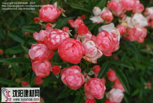 粉柯斯特月季的花期探秘