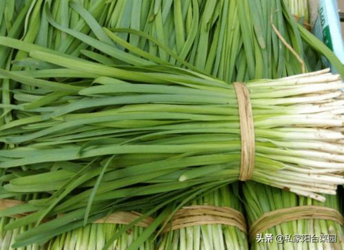 韭菜种植：简单易行，养护方便