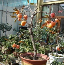 选择柿子树品种的重要性