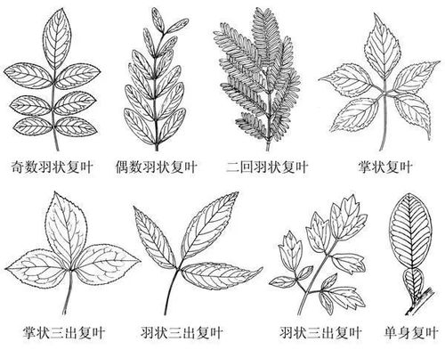 菊花叶子呈羽状分裂，你知道这种形状有什么特别之处吗