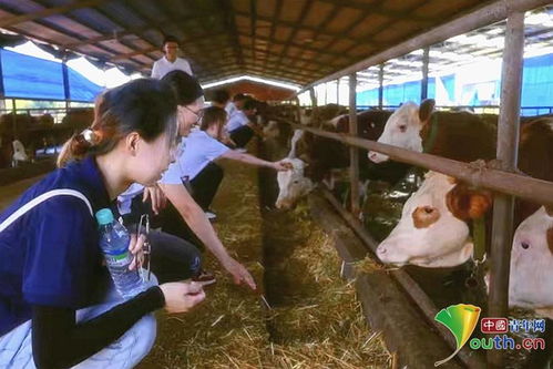 铜钱草在光照不足的环境下如何调整养殖方法才能保证其健康生长