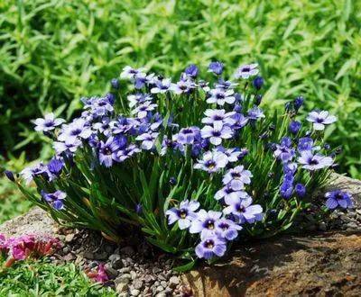 草本植物，那些常见的花儿们