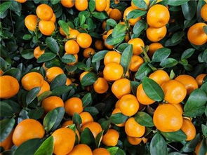 秋季的水果盛宴：近1/3的水果者阝是地面果