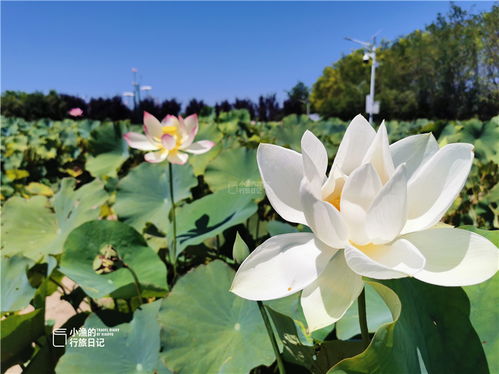 揭秘荷花玉兰不开花之谜：专业解决策略！
