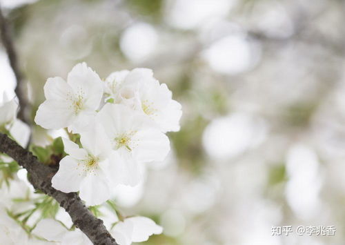 白梅花玫瑰花泡茶，能消结节吗