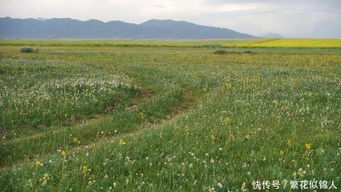 科学种植模式， 破解高寒困境