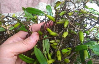 草药防治猪流感，绿色养殖新选择