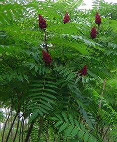 供应规格、分枝点与数量介绍