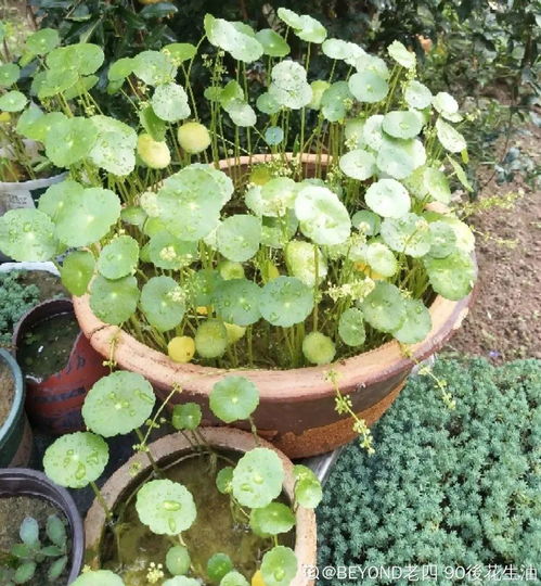 小葱的种植技巧：大自然的玩偶