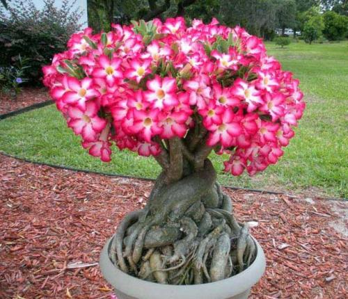 懒人养花秘籍：家门口种什么花简单又耐操？