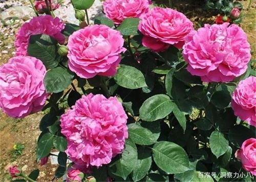 月季养护小课堂