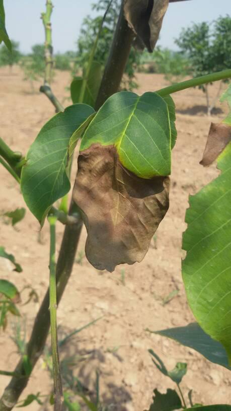 树叶发黑，原因种种