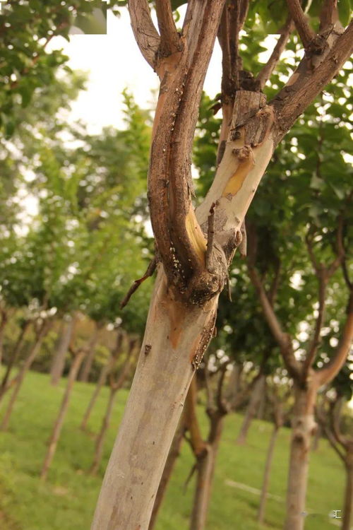 树木种植与养护