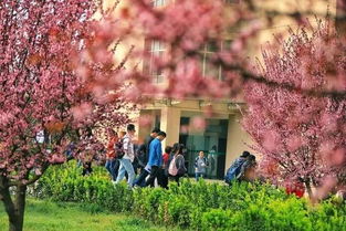 春风拂面 南阳花事待君赏